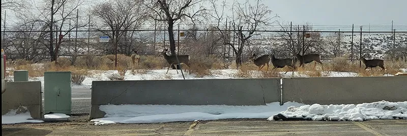 Deer along a chainlink fence