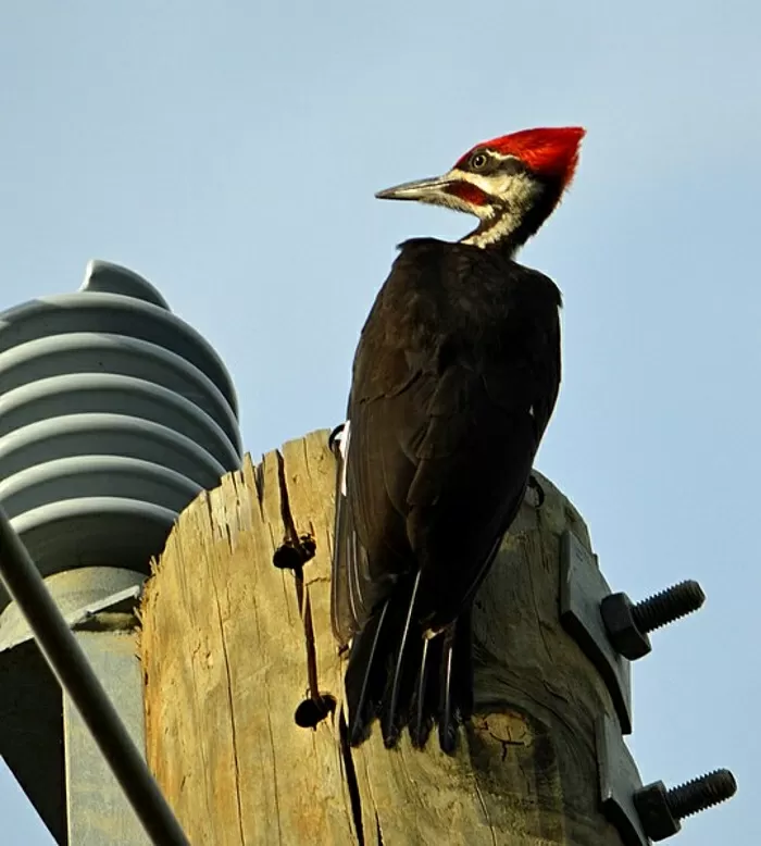 Woodpecker on a telephone pole