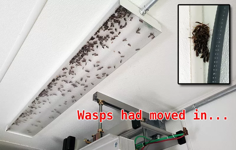 Wasps in a telecom hut