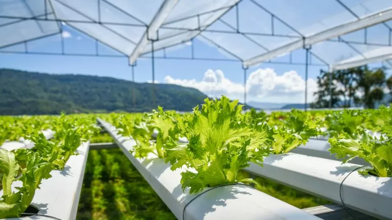 remote monitoring system for hydroponic planting